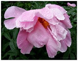 droopy flower rain_opt