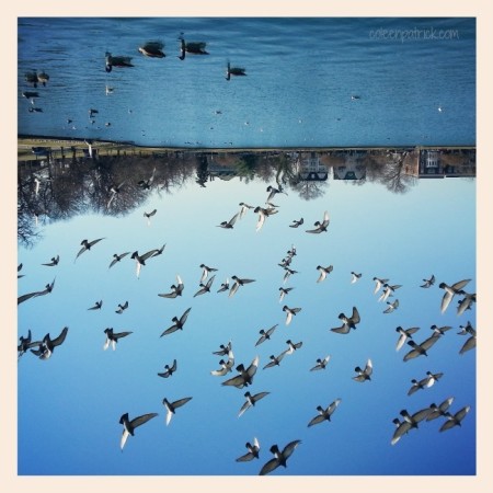 Upside down birds Fountain Lake