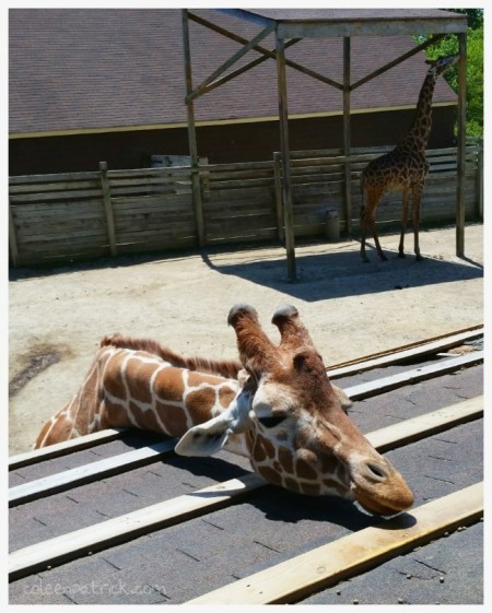 giraffe richmond zoo